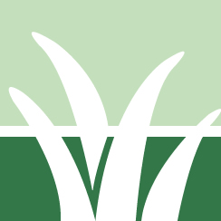 Wall Ivy Removal Service Pros