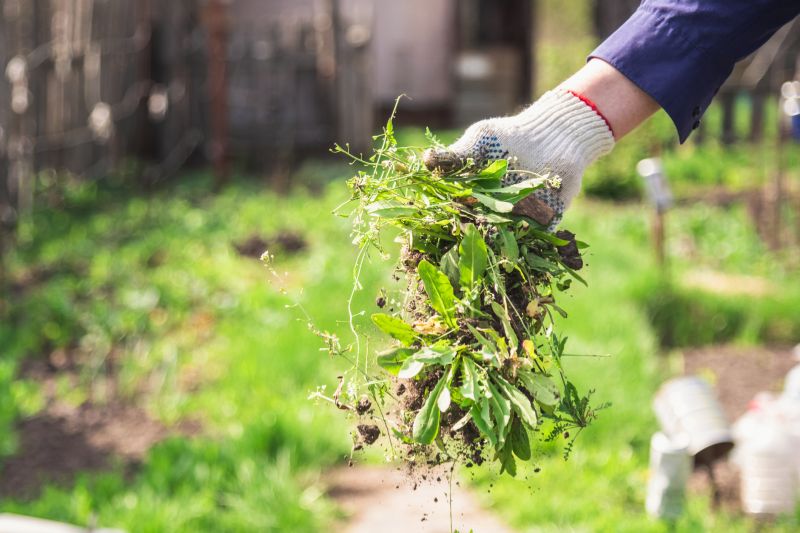 Local Wall Ivy Removal pros at work