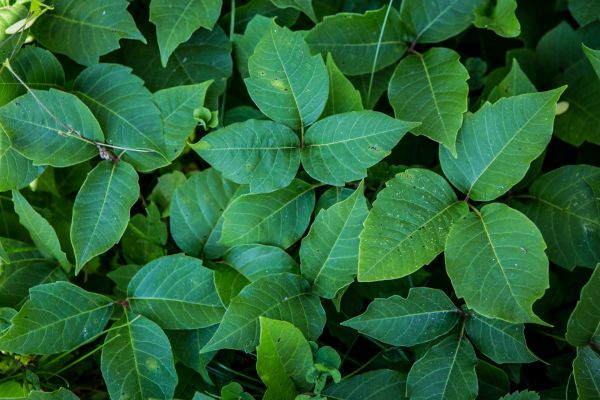 Ivy Elimination - Ivy Elimination Boise, Idaho