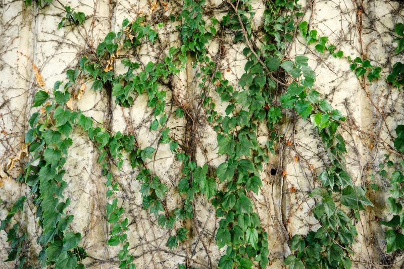Wall Ivy Removal