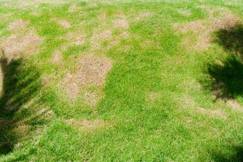 Lawn Before Treatment