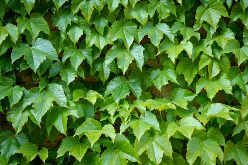 Wall Ivy Removal