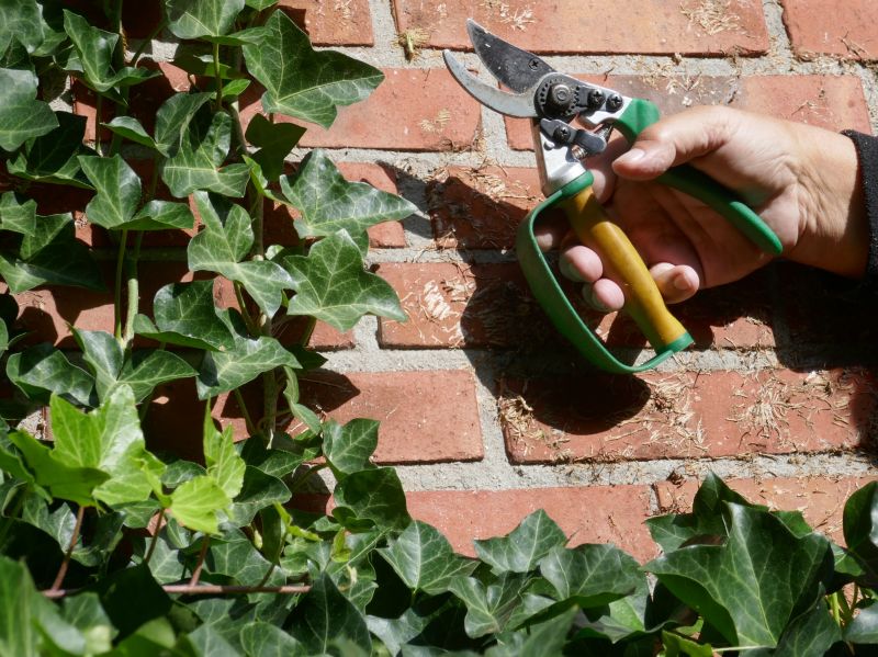 Wall Ivy Removal
