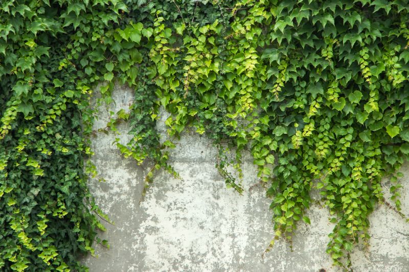 Wall Ivy Removal