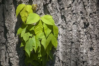 Wall Ivy Removal