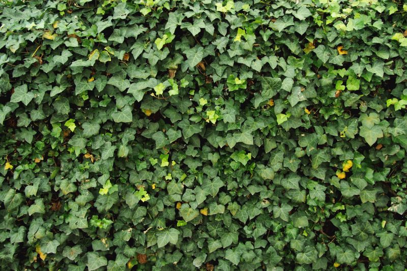 Wall Ivy Growth