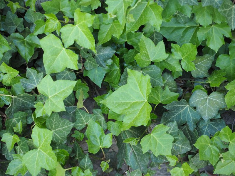 Careful Ivy Detachment